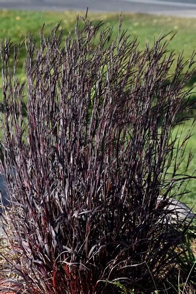 Blackhawks� Big Bluestem